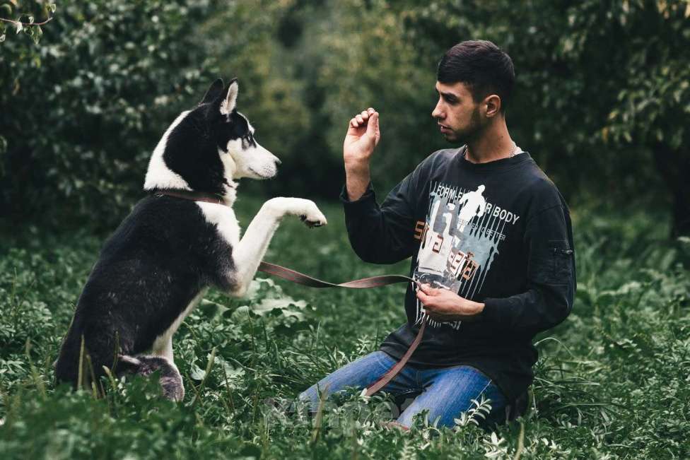 Собаки в Москве: Ламазо Мальчик, Бесплатно - фото 5