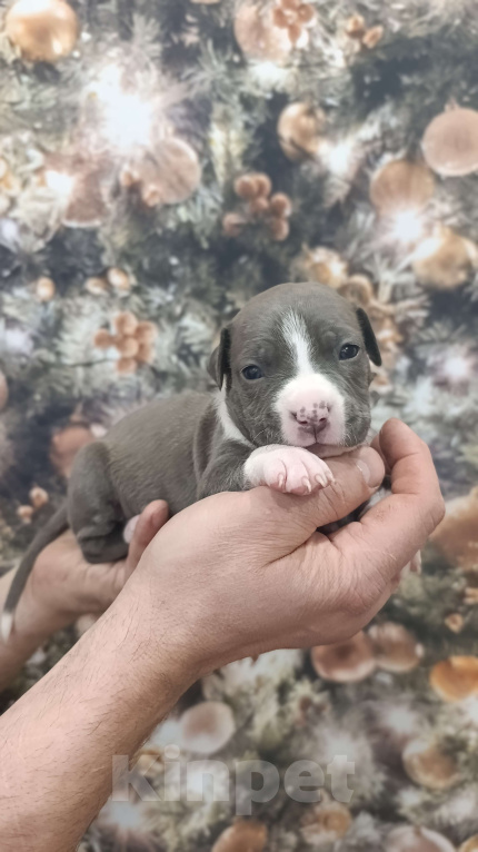 Собаки в Липецке: Щенки Американского Стаффордширского Терьера РКФ голубые Девочка, 60 000 руб. - фото 6
