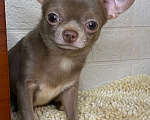 Собаки в Москве: Продаётся чихуахуа мальчик лилового окраса миниатюрного размера Мальчик, 80 000 руб. - фото 1
