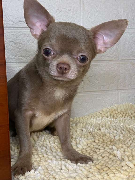 Собаки в Москве: Продаётся чихуахуа мальчик лилового окраса миниатюрного размера Мальчик, 80 000 руб. - фото 1