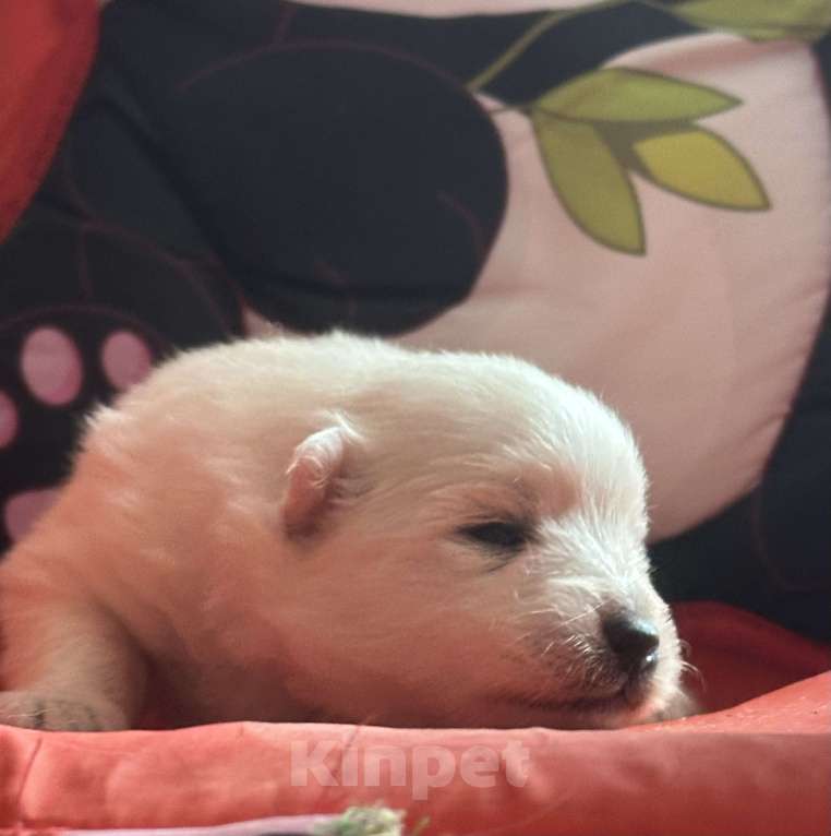 Собаки в Москве: Японский шпиц из питомника Мальчик, 100 000 руб. - фото 6