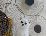 Кошки в Санкт-Петербурге: Котенок британский короткошерстный Мальчик, 20 000 руб. - фото 1