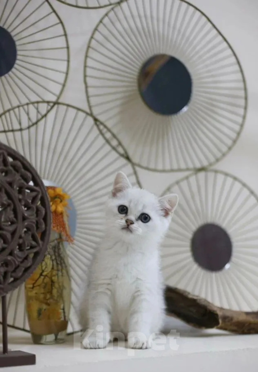 Кошки в Санкт-Петербурге: Котенок британский короткошерстный Мальчик, 20 000 руб. - фото 1