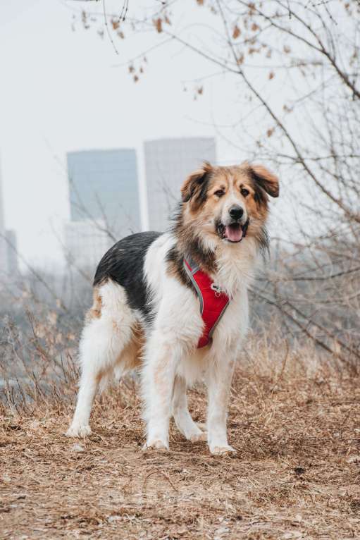 Собаки в Москве: Дюша - метис бордер-колли из приюта в добрые руки Мальчик, Бесплатно - фото 4