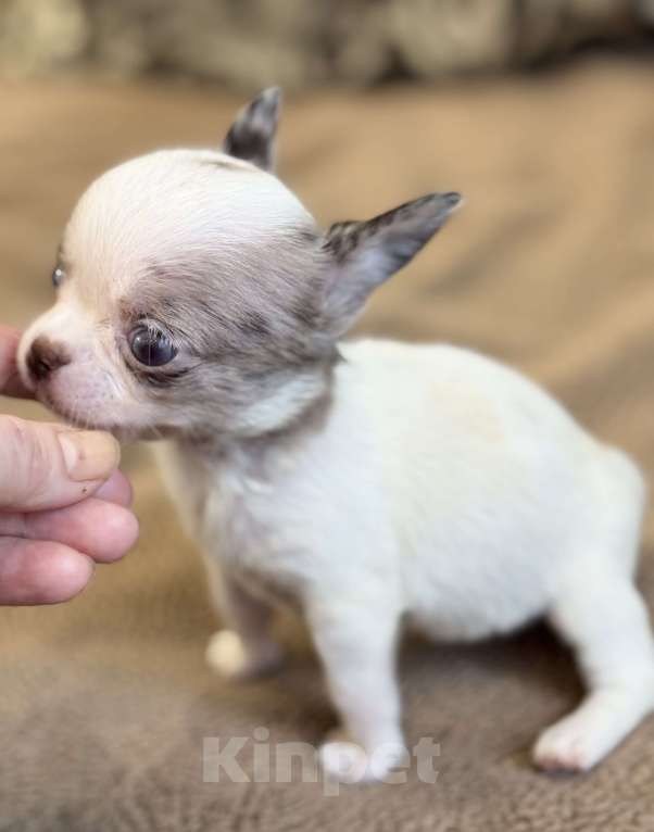 Собаки в Балашихе: Девочка чихуахуа  Девочка, 50 000 руб. - фото 3