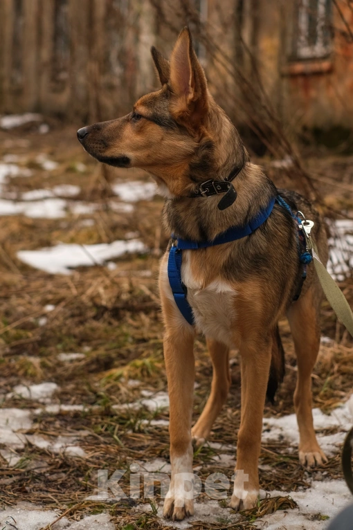 Собаки в Санкт-Петербурге: Гера из приюта в добрые руки Девочка, Бесплатно - фото 7