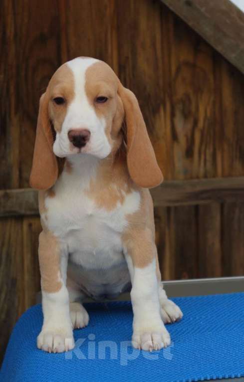 Собаки в других городах Московской области: Сука бигль Девочка, 60 000 руб. - фото 1