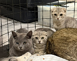 Кошки в Наро-Фоминске: Котята от британской кошки в добрые руки Девочка, Бесплатно - фото 1