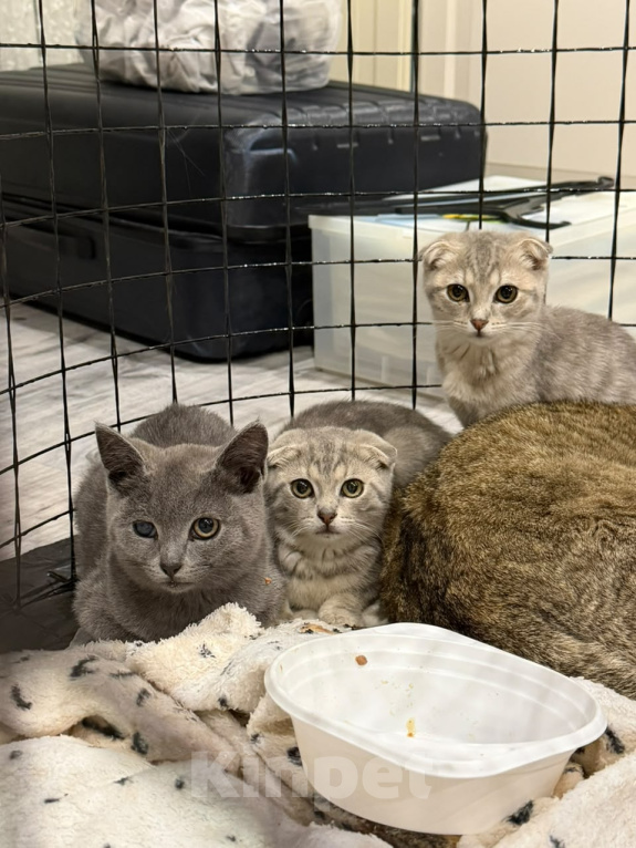 Кошки в Наро-Фоминске: Котята от британской кошки в добрые руки Девочка, Бесплатно - фото 1