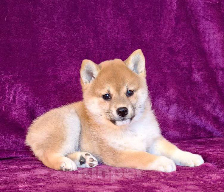 Собаки в Москве: Сиба ину. Девочка - 2 мес. Девочка, 60 000 руб. - фото 1