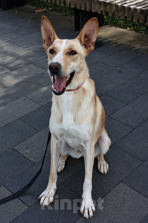 Собаки в Москве: Собака в добрые руки бесплатно Москва Девочка, Бесплатно - фото 4