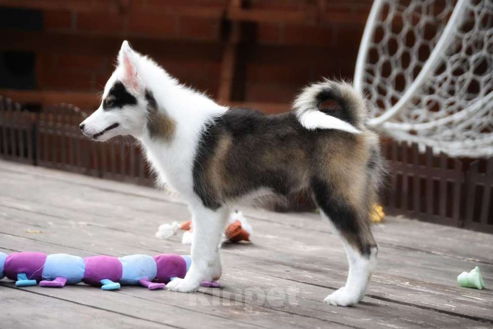 Собаки в Москве: Ненецкая оленегонная лайка. Сука Алекса. Девочка, 60 000 руб. - фото 4