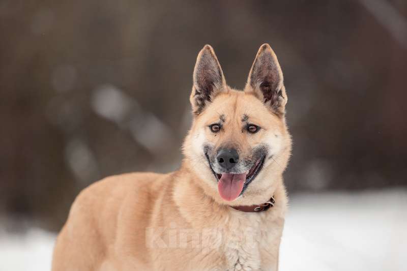 Собаки в Москве: Ласковая, послушная и добрая Уна в добрые руки Девочка, Бесплатно - фото 3