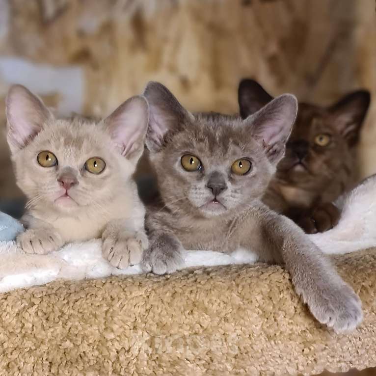 Кошки в Ростове-на-Дону: Европейская Бурма котята Девочка, Бесплатно - фото 9