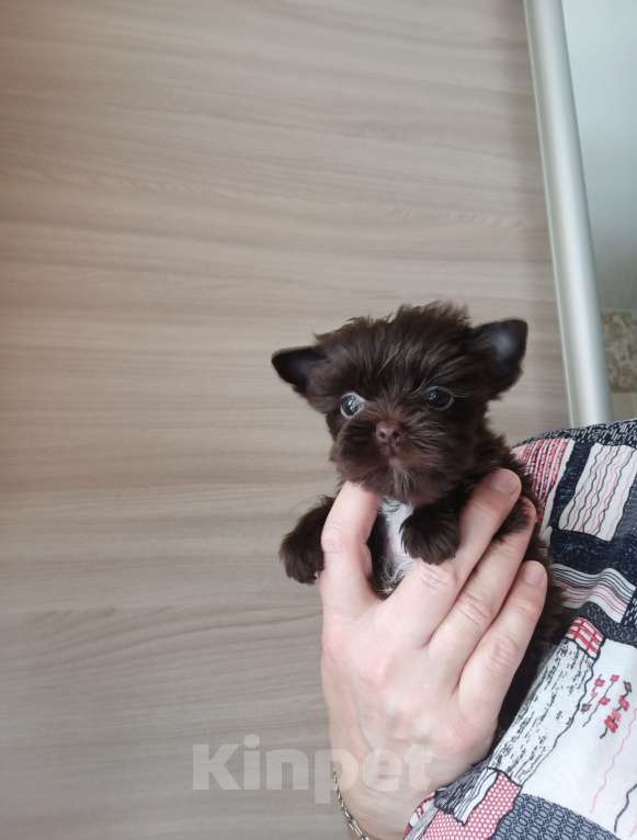 Собаки в Москве: Щенок мальчик цветного йорка (шоколадный) Мальчик, 40 000 руб. - фото 1