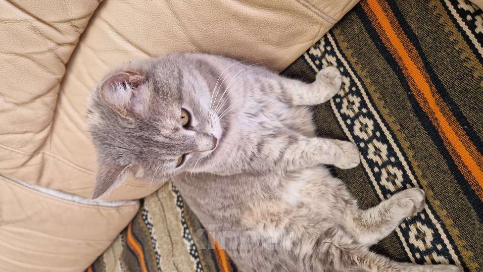 Кошки в Волжском: Кошечка Плюшечка ищет дом Девочка, Бесплатно - фото 2