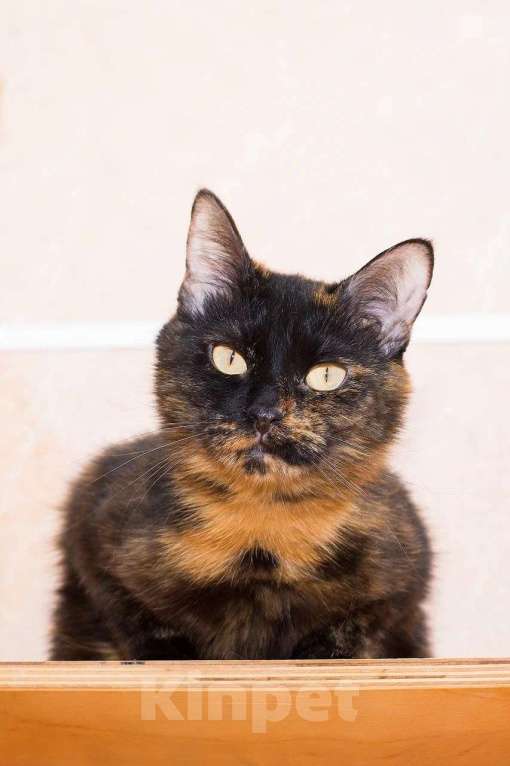 Кошки в Москве: Черепашки - тоже люди! Девочка, Бесплатно - фото 1