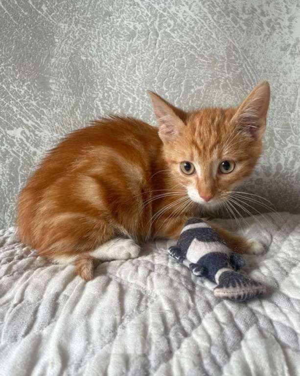 Кошки в Москве: Рыжий мраморный Круассан ищет дом! Мальчик, Бесплатно - фото 3
