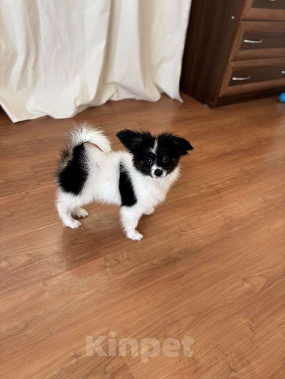 Собаки в Москве: Яркий мальчик папильона , Бэрри Мальчик, 50 000 руб. - фото 3