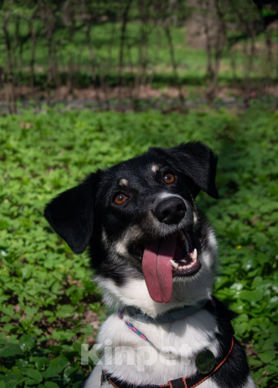 Собаки в Москве: Маняша ищет доброго хозяина Девочка, Бесплатно - фото 2
