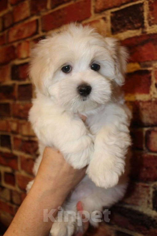 Собаки в Москве: Бублик Мальчик, 60 000 руб. - фото 1