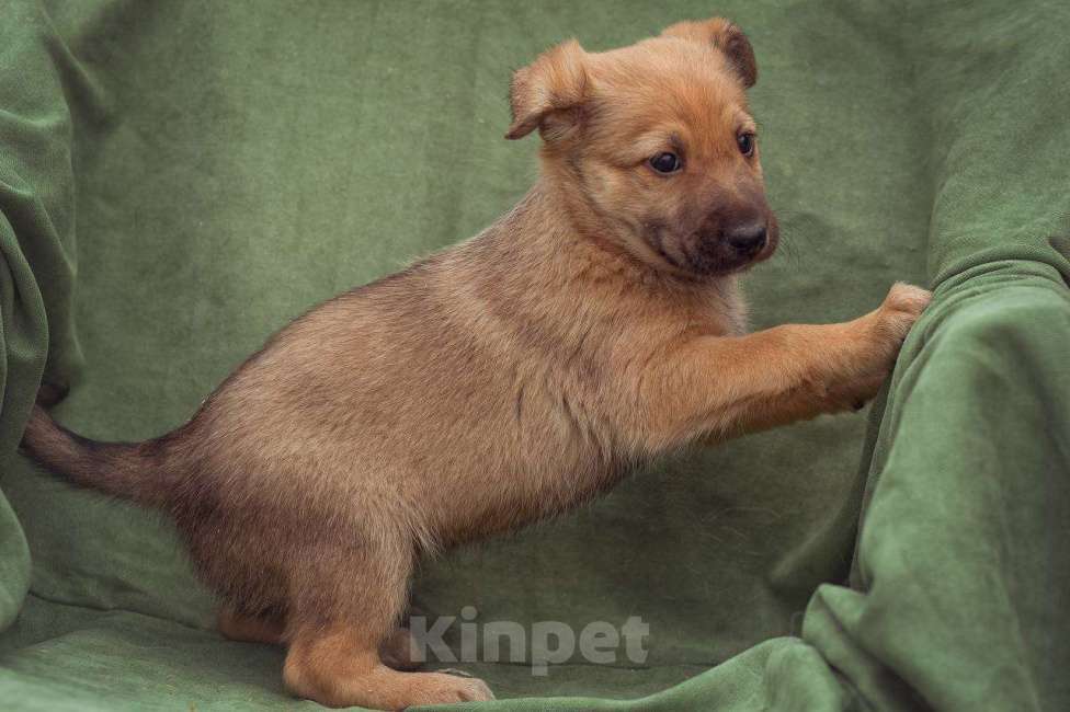 Собаки в Москве: щенок Бублик в добрые руки Мальчик, Бесплатно - фото 5