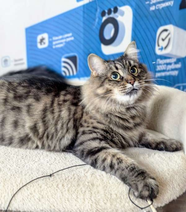 Кошки в Москве: Ласковая кошечка Анфиса ищет семью Девочка, Бесплатно - фото 5