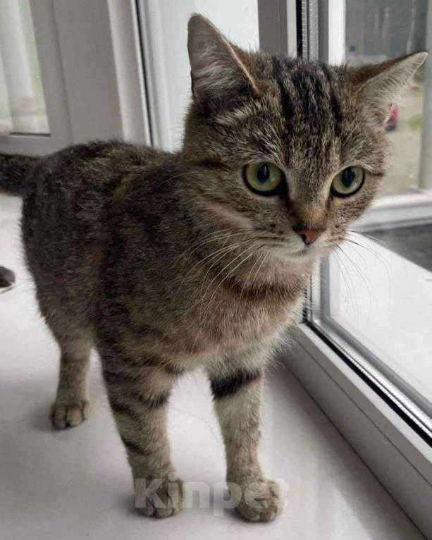 Кошки в Москве: Касю никто не замечает Девочка, Бесплатно - фото 1