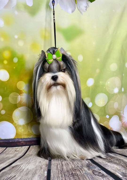 Собаки в Челябинске: Бивер для вязки Мальчик, Бесплатно - фото 2