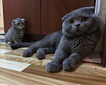 Кошки в Одинцово: Кот на вязку, 2 000 руб. - фото 3