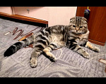 Кошки в Новокузнецке: Вязка шотландский кот, 1 000 руб. - фото 2