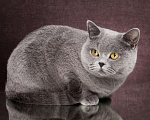 Кошки в Колпашево: Котята к Новому Году, 6 000 руб. - фото 9