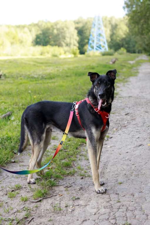 Собаки в Москве: Молодой песик Бакс  ищет дом! Мальчик, Бесплатно - фото 3