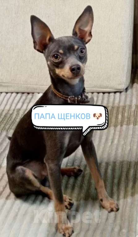 Собаки в Вышнем Волочке: Продам Щенков Разнополые, 17 000 руб. - фото 7