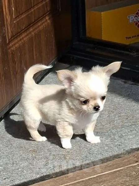 Собаки в других городах Калужской области: Кремовая девочка Девочка, 70 000 руб. - фото 4