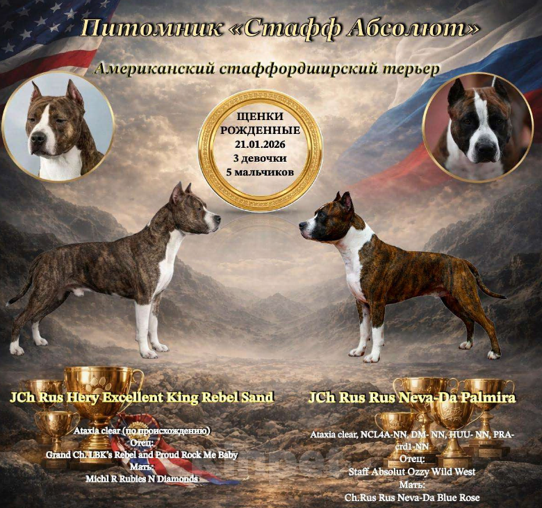 Собаки в Волхове: Продам щенка амстафф, американский стаффордширский терьер Мальчик, 80 000 руб. - фото 3