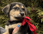 Собаки в Москве:  Алмаз вашей души 2 мес ждет новогоднего чуда-дом! Мальчик, Бесплатно - фото 3