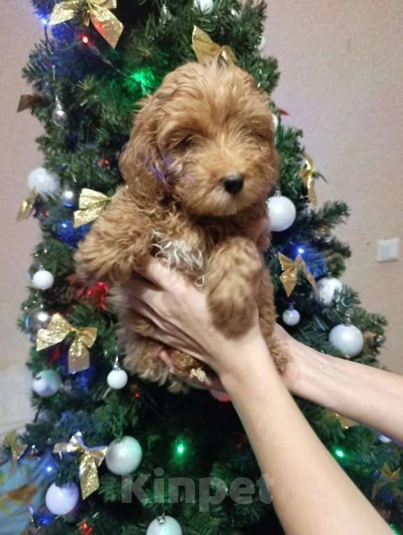 Собаки в Краснодаре: Щенки мальтипу Разнополые, 25 000 руб. - фото 2