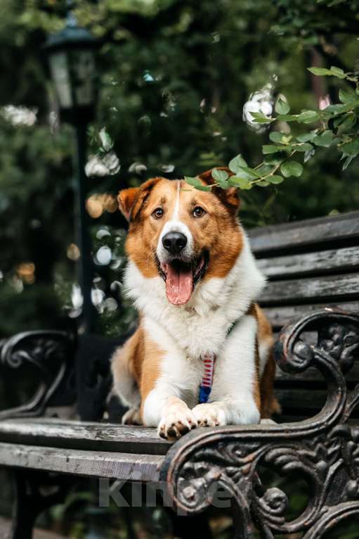 Собаки в Москве: Настоящее солнышко Мальчик, Бесплатно - фото 4