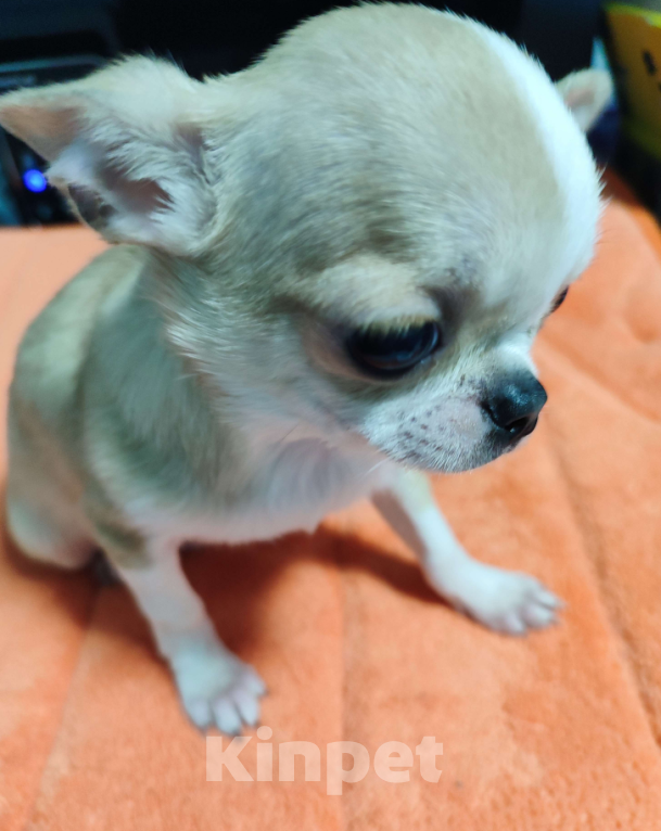 Собаки в Новосибирске: Жорик Мальчик, 30 000 руб. - фото 3