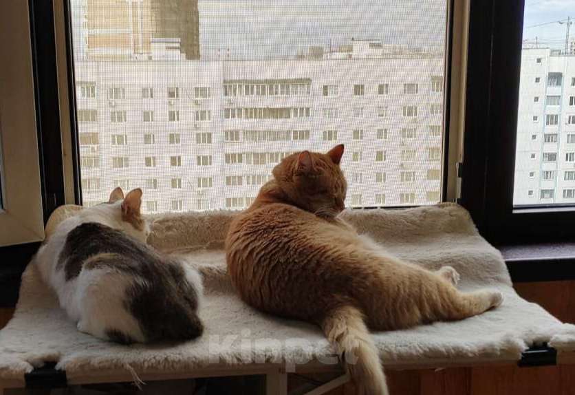 Кошки в Москве: Очаровательная кошечка Ася ищет свой дом (Москва и Мо) Девочка, Бесплатно - фото 5