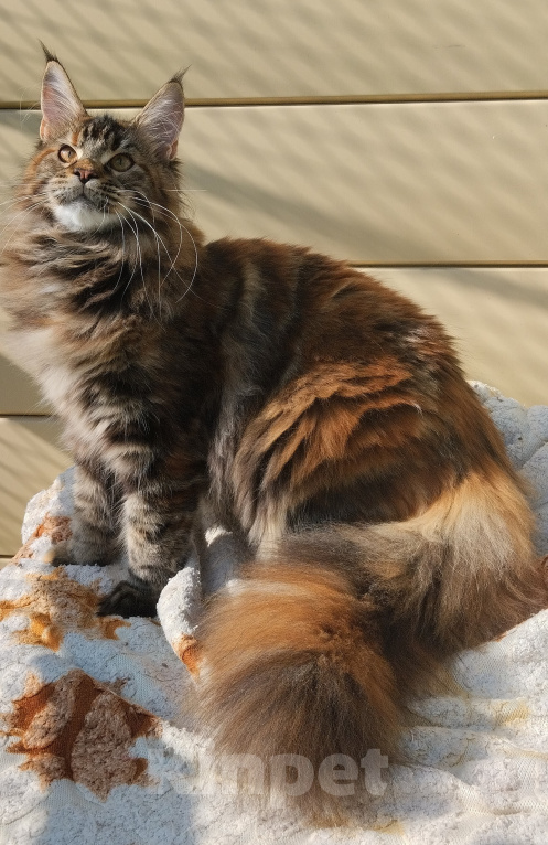 Кошки в Казани: Котенок мейн-кун Девочка, 40 000 руб. - фото 1