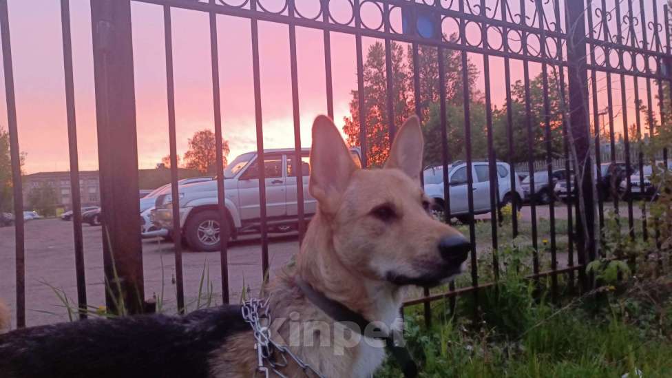 Собаки в Санкт-Петербурге: Песик ищет новый дом Мальчик, Бесплатно - фото 2