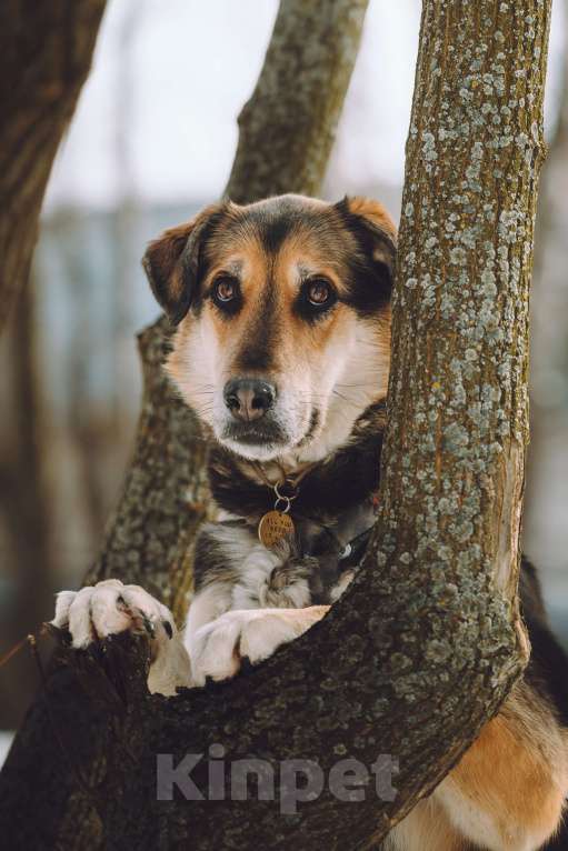 Собаки в Москве: Собака в добрые руки Девочка, Бесплатно - фото 3