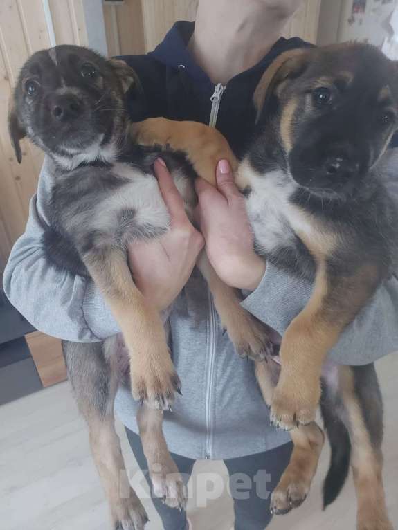 Собаки в других городах Ленинградской области: Девочка  Девочка, Бесплатно - фото 3