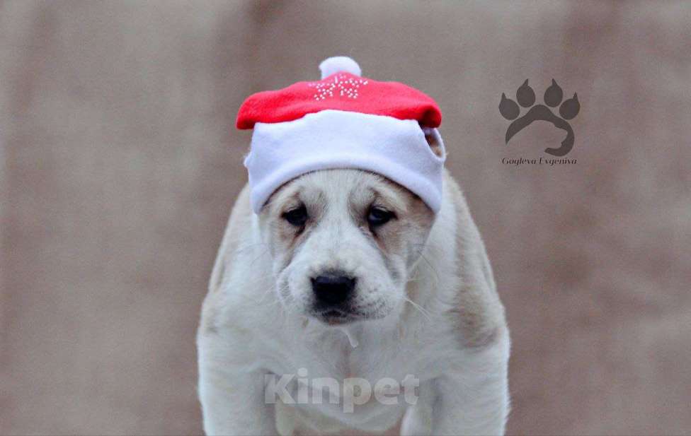 Собаки в Липецке: Щенки САО Мальчик, 60 000 руб. - фото 2