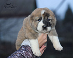 Собаки в Саратове: Роскошная тигрица (щенок САО, алабай)  Девочка, Бесплатно - фото 1