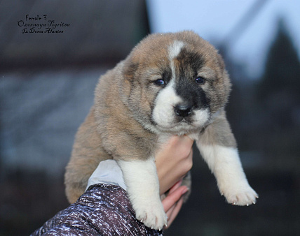 Роскошная тигрица (щенок САО, алабай) 