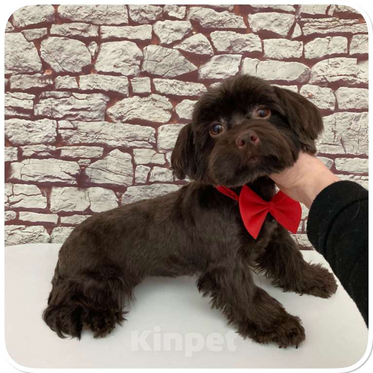 Собаки в Москве: Йорк горький шоколад девочка взрослая крупная Девочка, 49 000 руб. - фото 8