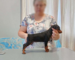 Собаки в Набережных Челнах: Щенок цвергпинчера, девочка  Девочка, Бесплатно - фото 3